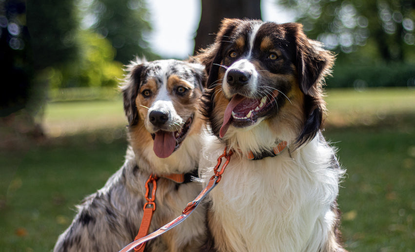 To border collier sidder i en park med Siccaro Sealines hundesnore og halsbånd på