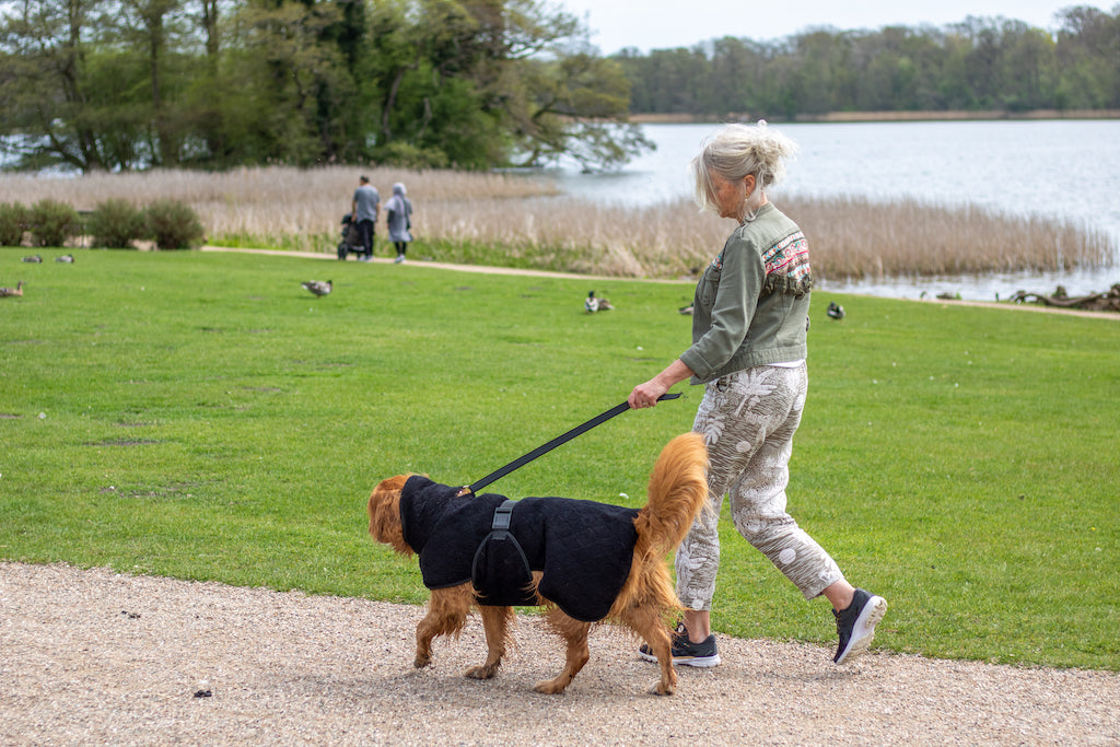 Hund iført Siccaro Smart tørredækkenet i Jet Black ude på gåtur i park med sin ejer