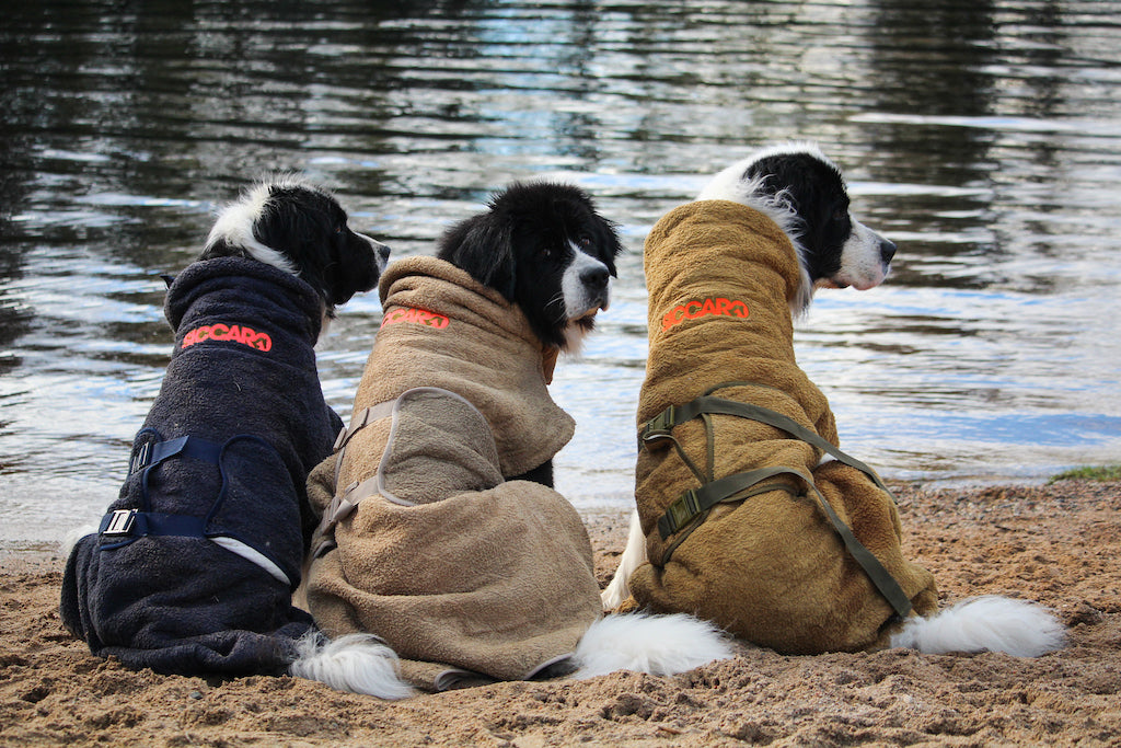 tre landseer hunde sidder på en strand med vandet i baggrunden, de har alle tre Siccaro SupremePro tørredragter på