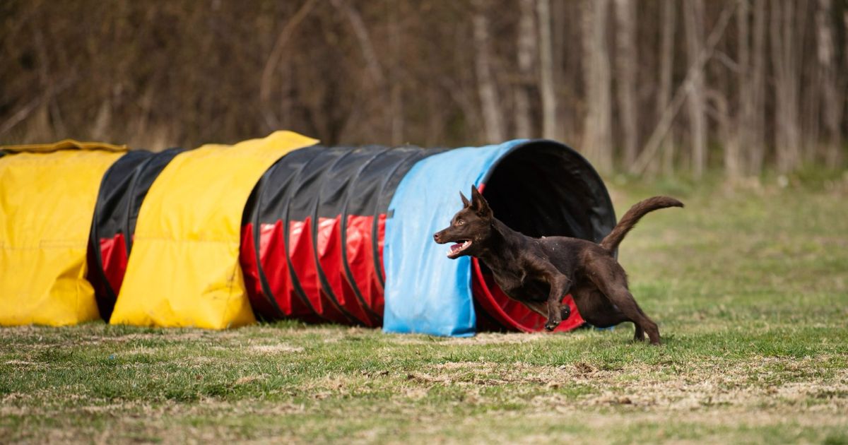 Yara er lige løbet gennem tunnellen i en agility bane