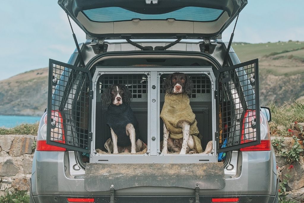 To hunde med tørredragter på, som sidder i transportbur bag i en bil
