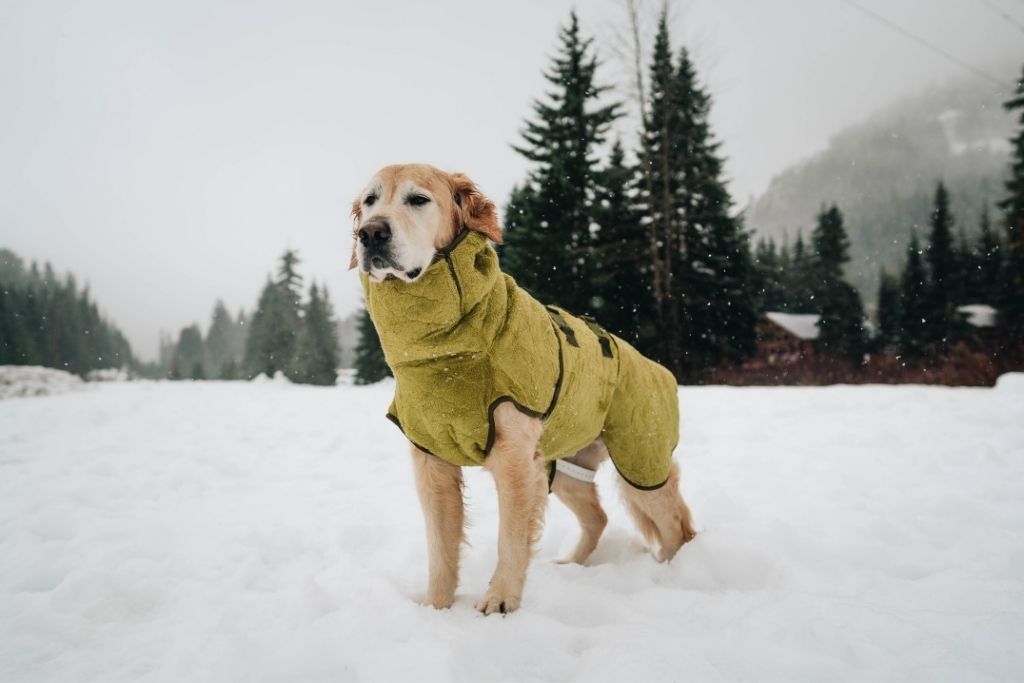 Golden Retriever i snelandskab iført en Siccaro SupremePro tørredragt