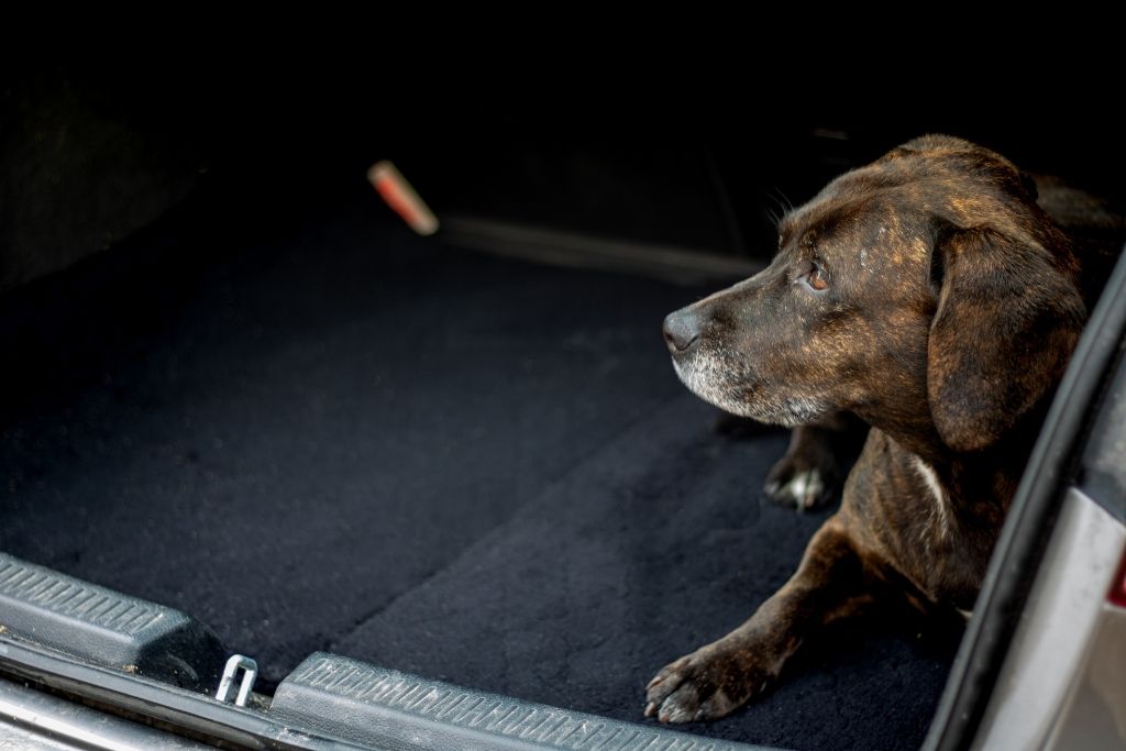 staffy hund ligger på en sort Siccaro FlexDog tørremåtte bag i en bil