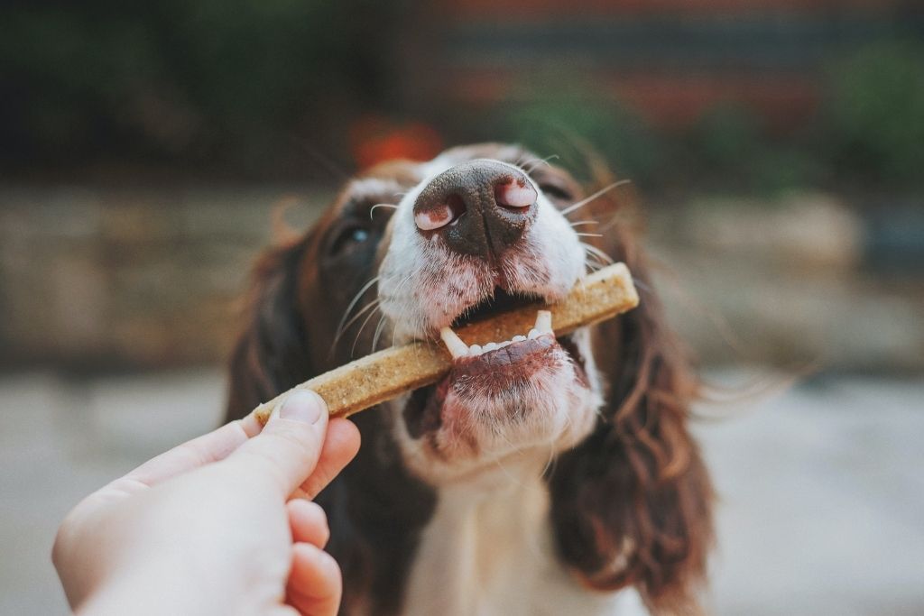 spaniel hund med en snack