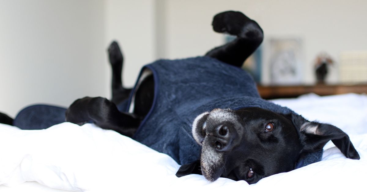 senior hunden Junior ligger i en seng iført sin Siccaro tørredragt
