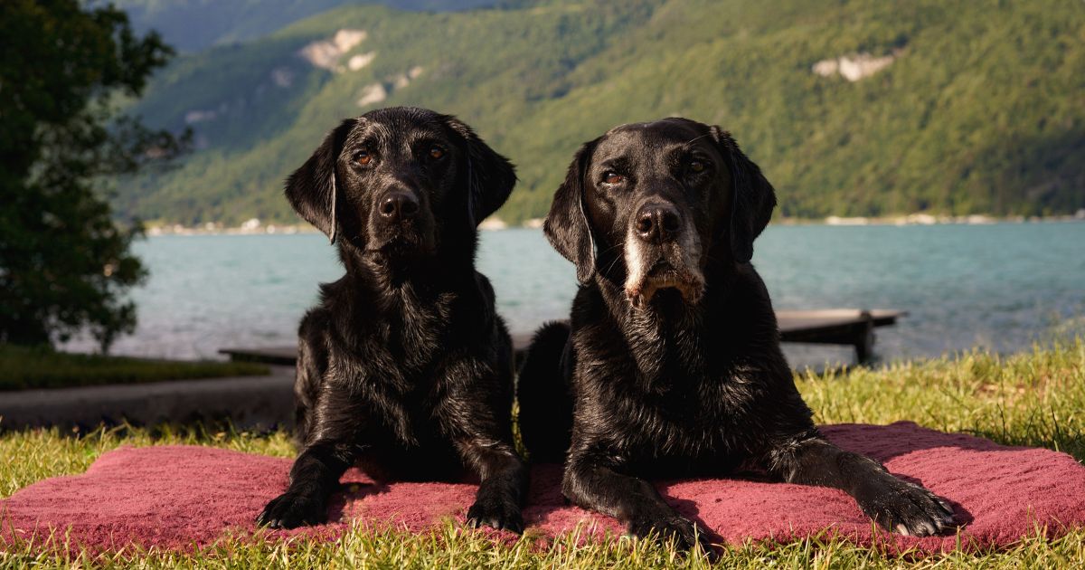 To labrador hunde, Junior og Charlie, ligger på FlexDog tørremåtten