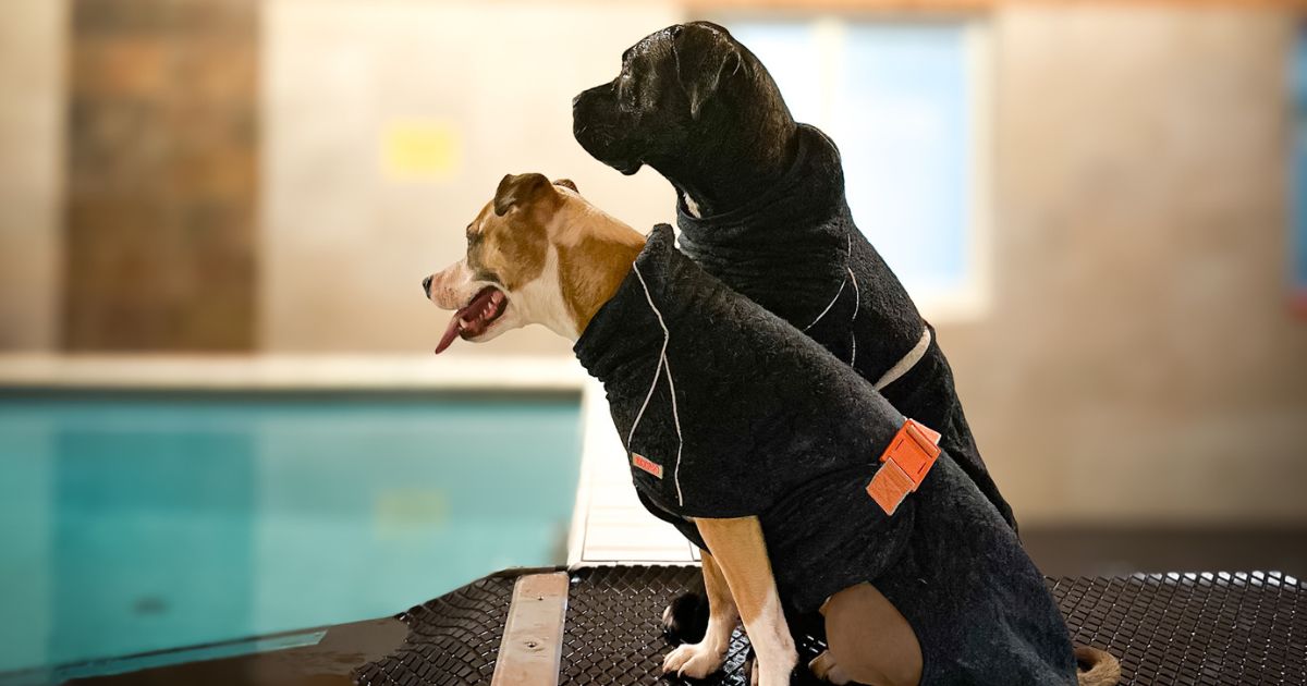 Hundene, Keyla og Nefasta, sidder ved kanten af en swimming pool iklædt Siccaro Supreme 2.0 tørredragter