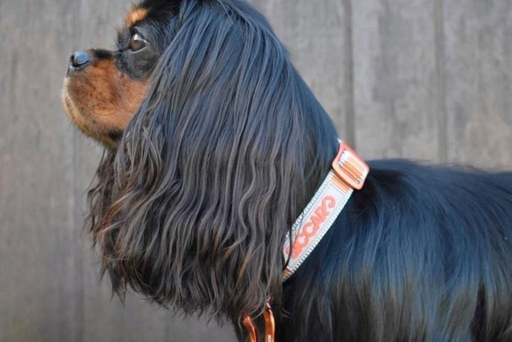 En cavalier king charles spaniel står med Siccaro Sealines halsbåndet på