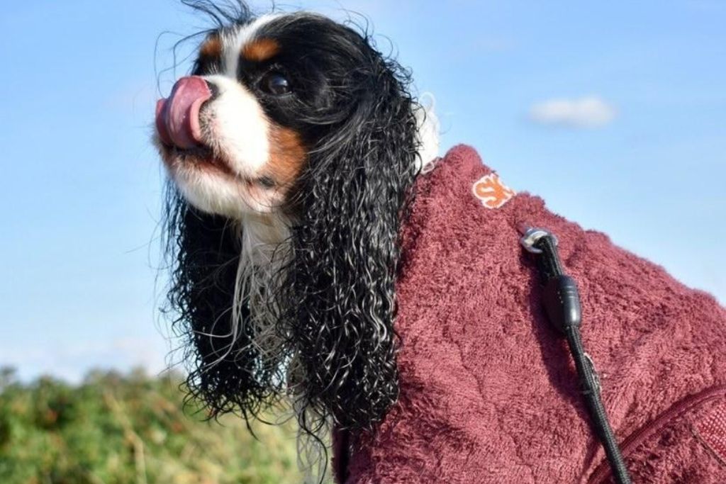 Cavalier king charles spaniel sidder udendørs iført Siccaro Smart tørredragten