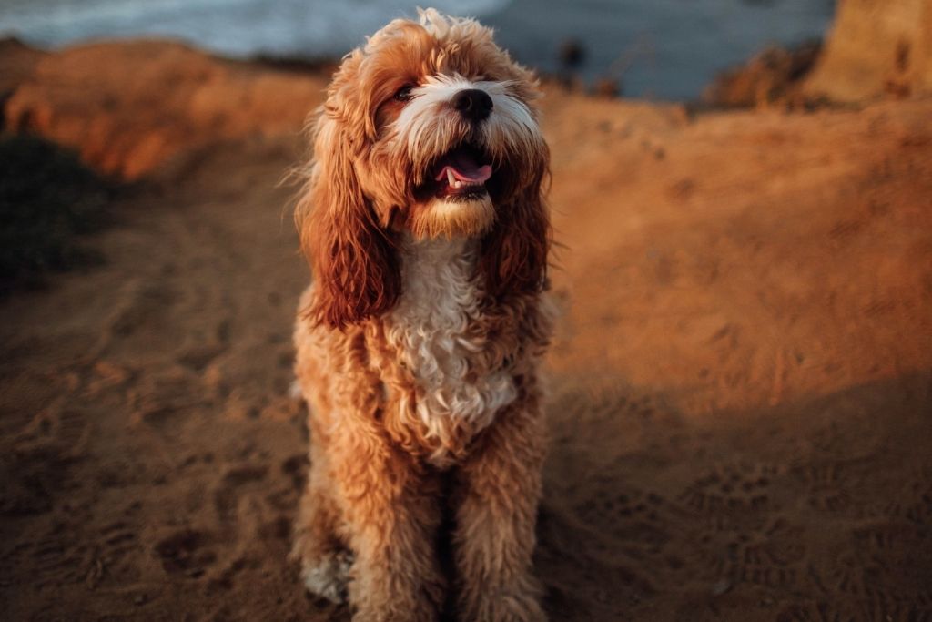 Cavapoo hund på en strand