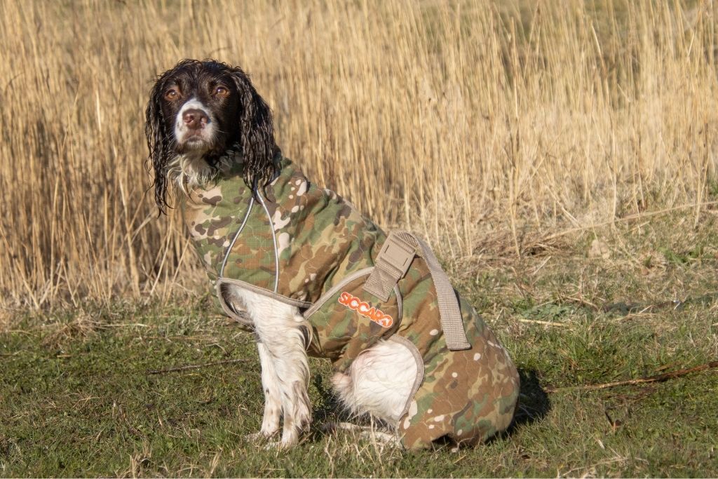 Springer spaniel iført Siccaro Spirit 2.0 tørredækkenet