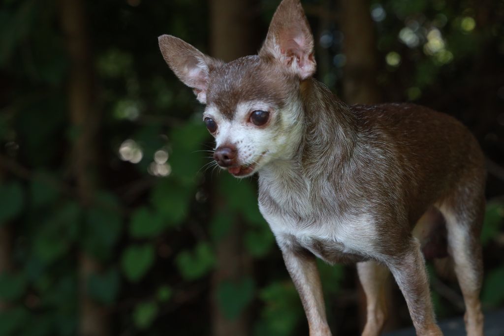 chihuahua hund