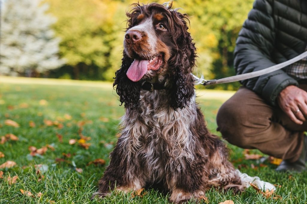 Engelsk cocker spaniel blue roan sidder på en græsplæne i en park sammen med sin ejer