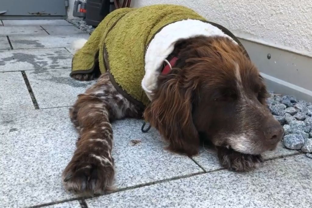 En hund, der hviler i skyggen iført et Siccaro Supreme Pro tørredækken, der bruges som køledækken på en varm sommerdag