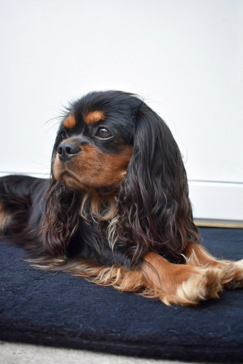 Cavalier hund ligger på en sort Siccaro FlexDog mini tørremåtte
