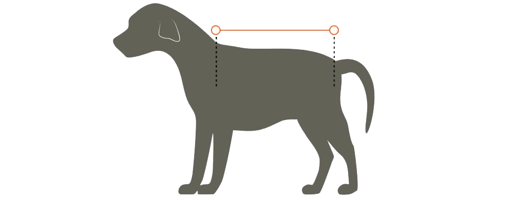 grafik der viser hvordan du måler hundens ryglængde