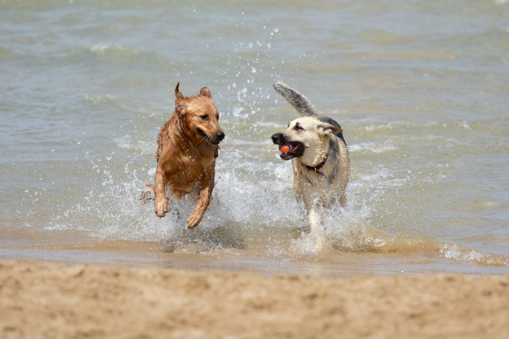 To hunde leger med hinanden i bølgerne på en strand