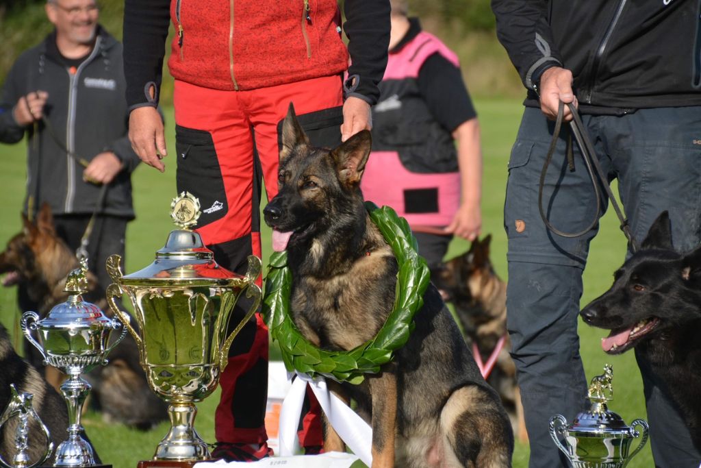 Schæferhund Goa sporhund vinder