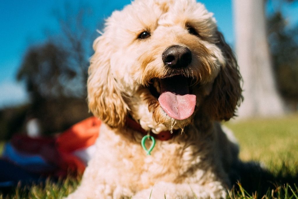 Glad goldendoodle hund