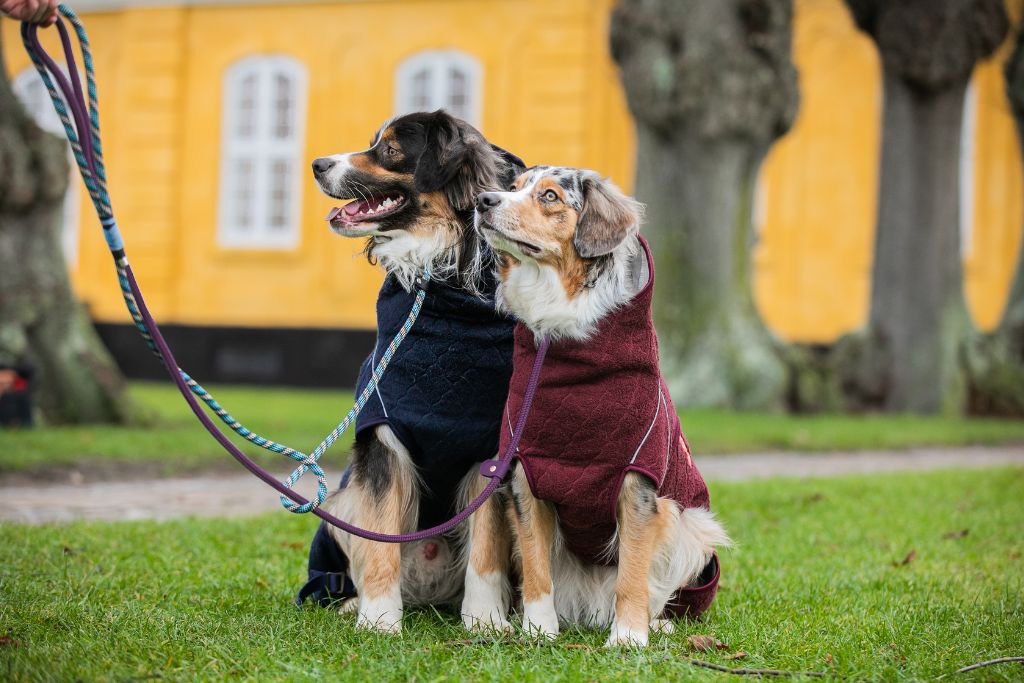 To hunde iført Siccaro Solution tørredragten og forskellige farvede retrieverliner