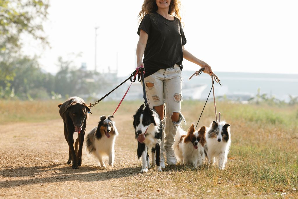 Kvinde går tur med fem hunde i snor