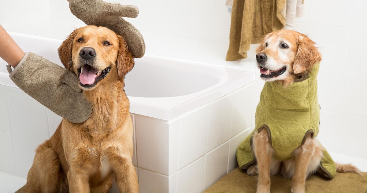 golden retriever hunde tørres efter bad