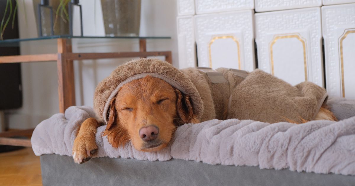 hund hviler mens den tørrer i tørredækken