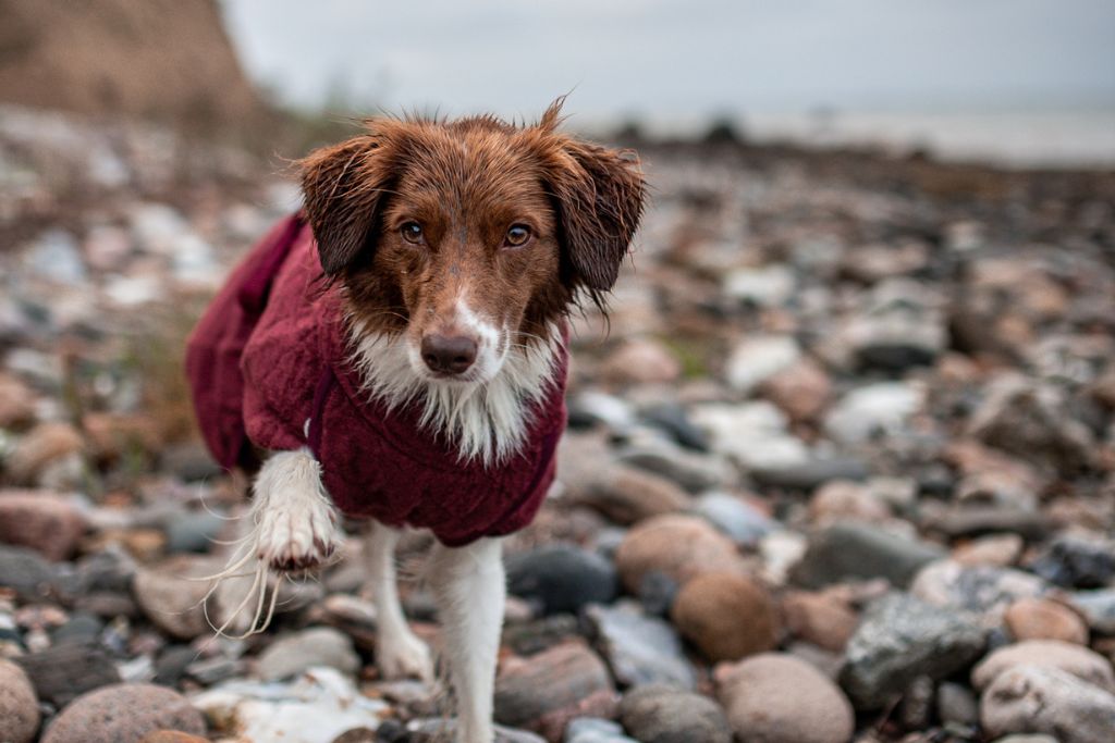 Blandingshund Border Collie iført Siccaro Smart tørredragten på en stenfyldt strand