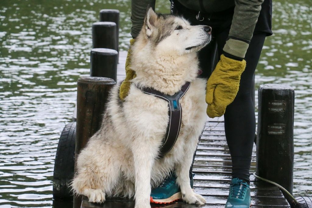 Alaskan Malamute hund sidder på en badebro mens dens ejer tørrer den våde pels med Siccaro DryGloves handskerne