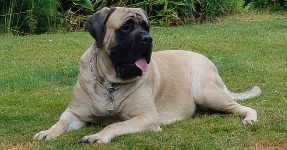 mastiff hund