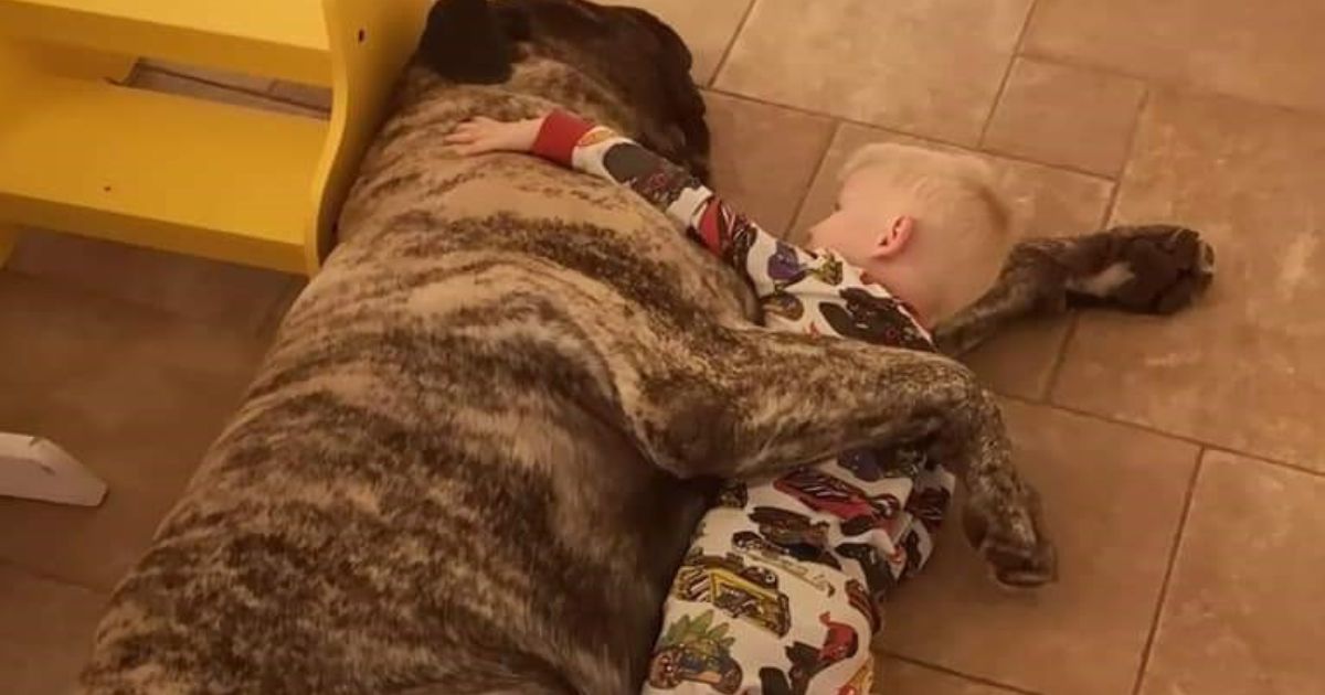 mastiff hund sover sammen med et lille barn