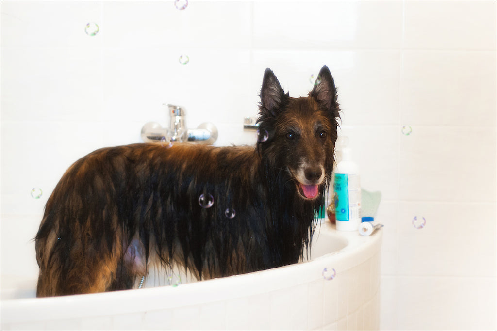 Våd hund, der står i et badekar