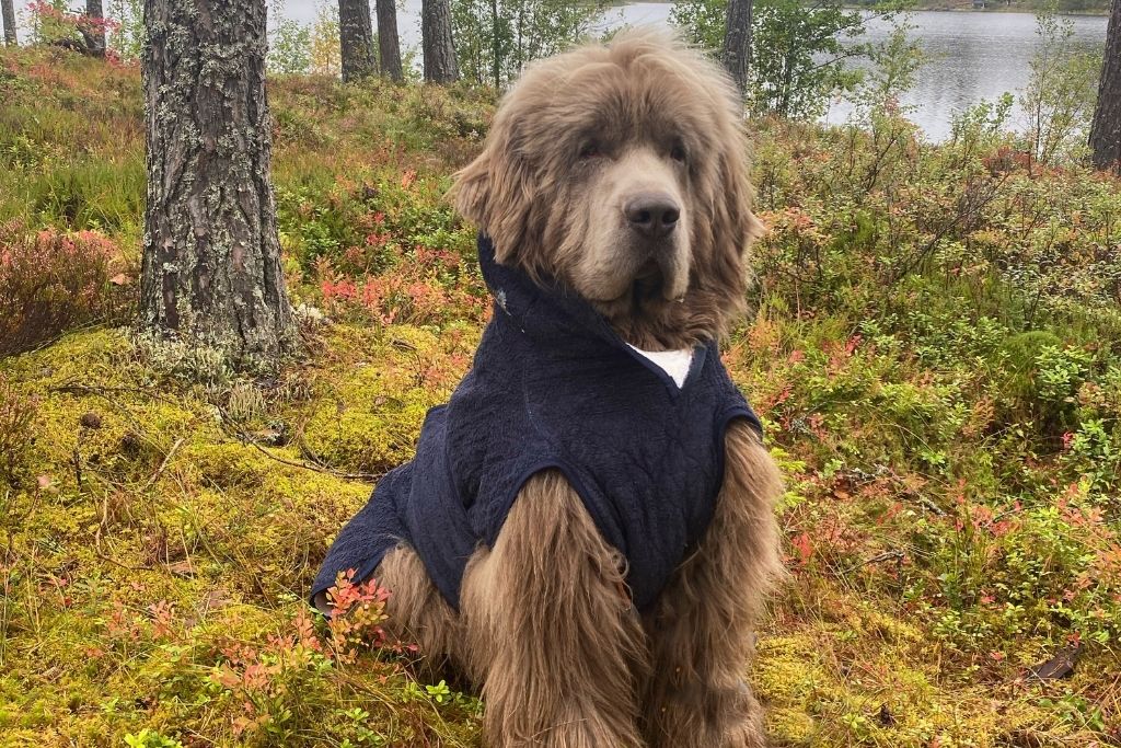 newfoundlænder hund iført Siccaro SupremePro tørredragt ude i en skov ved en sø