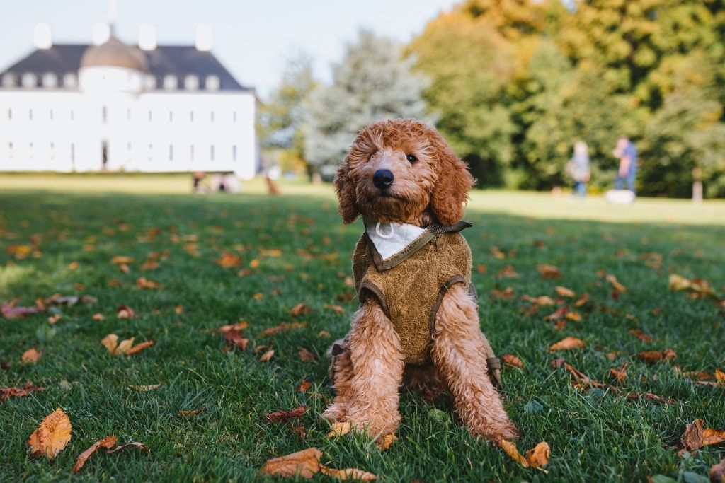 Labradoodle hvalp iført Siccaro SupremePro tørredragten sidder i Bernstorffsparken