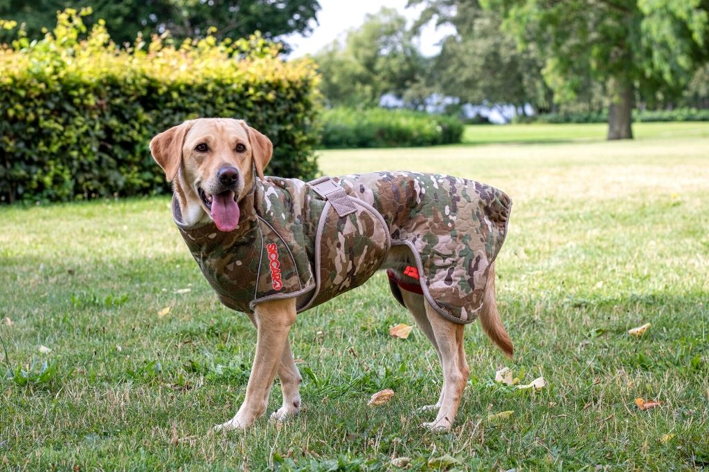 Glad retriever hund i en park iført Siccaro Spirit 2.0 tørredækkenet