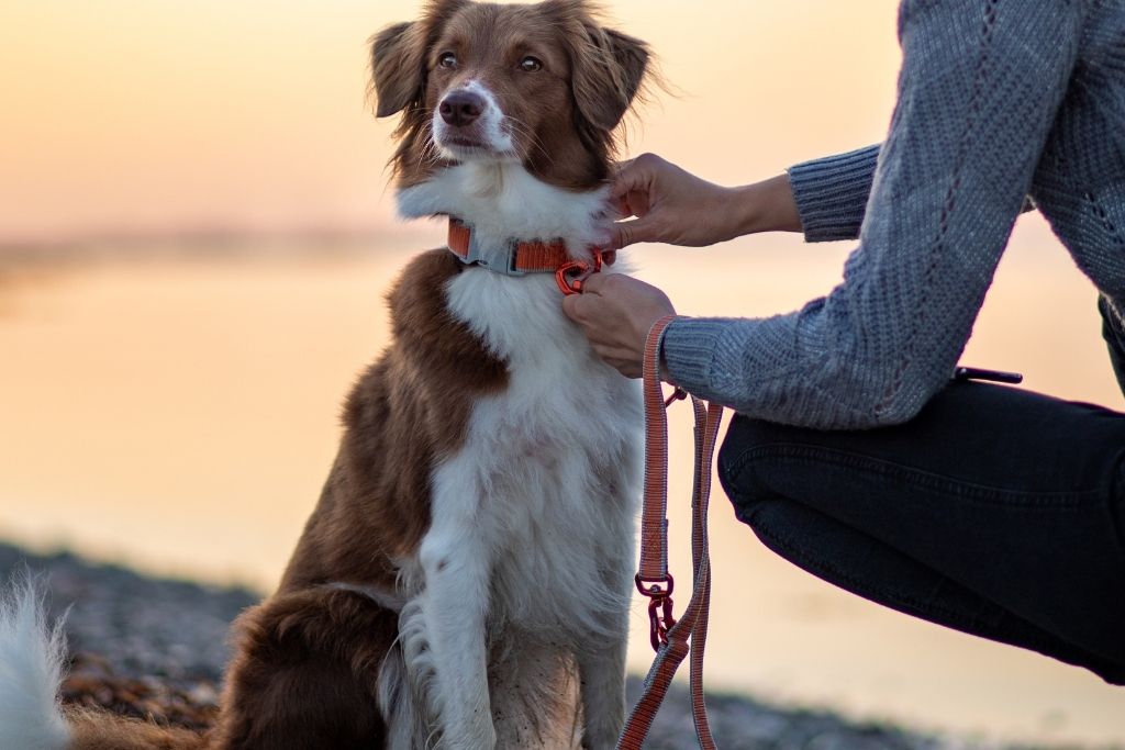 Hund på stranden iført Siccaro Sealines halsbånd og snor