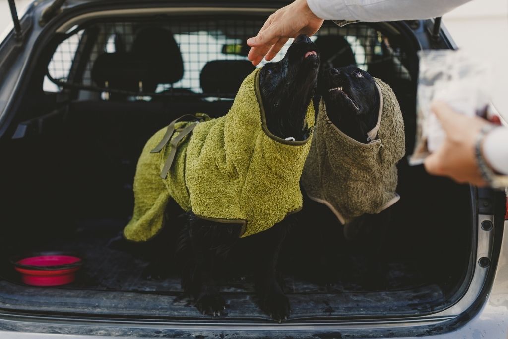 to spaniel hunde iført siccaro tørredækken bag i bilen