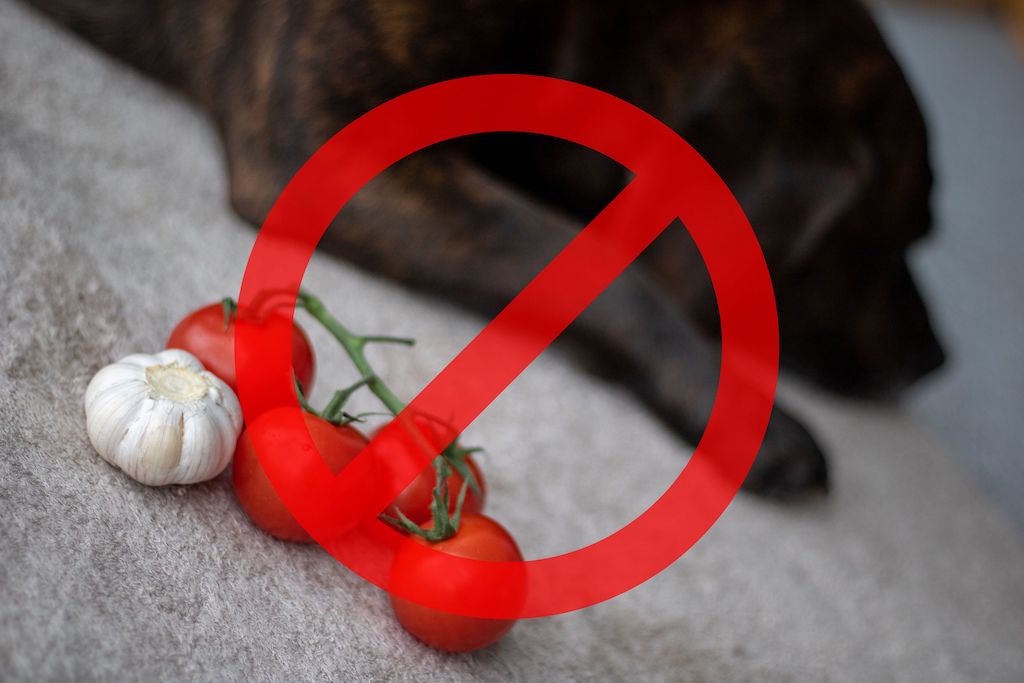 Hund med tomat og løg med forbudt skilt over