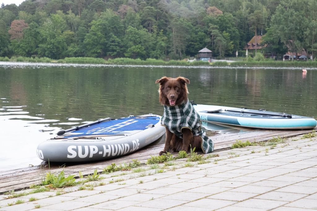 Hund iført Siccaro tørredragt sidder ved en sø og er klar til at paddle boarde SUP