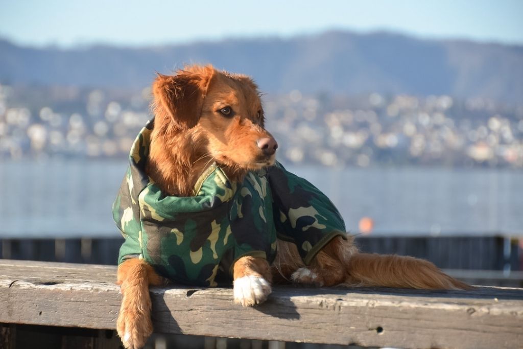 Duck Tolling Retriever ligger på en badebro eller havnekaj iført Siccaro Spirit tørredragten