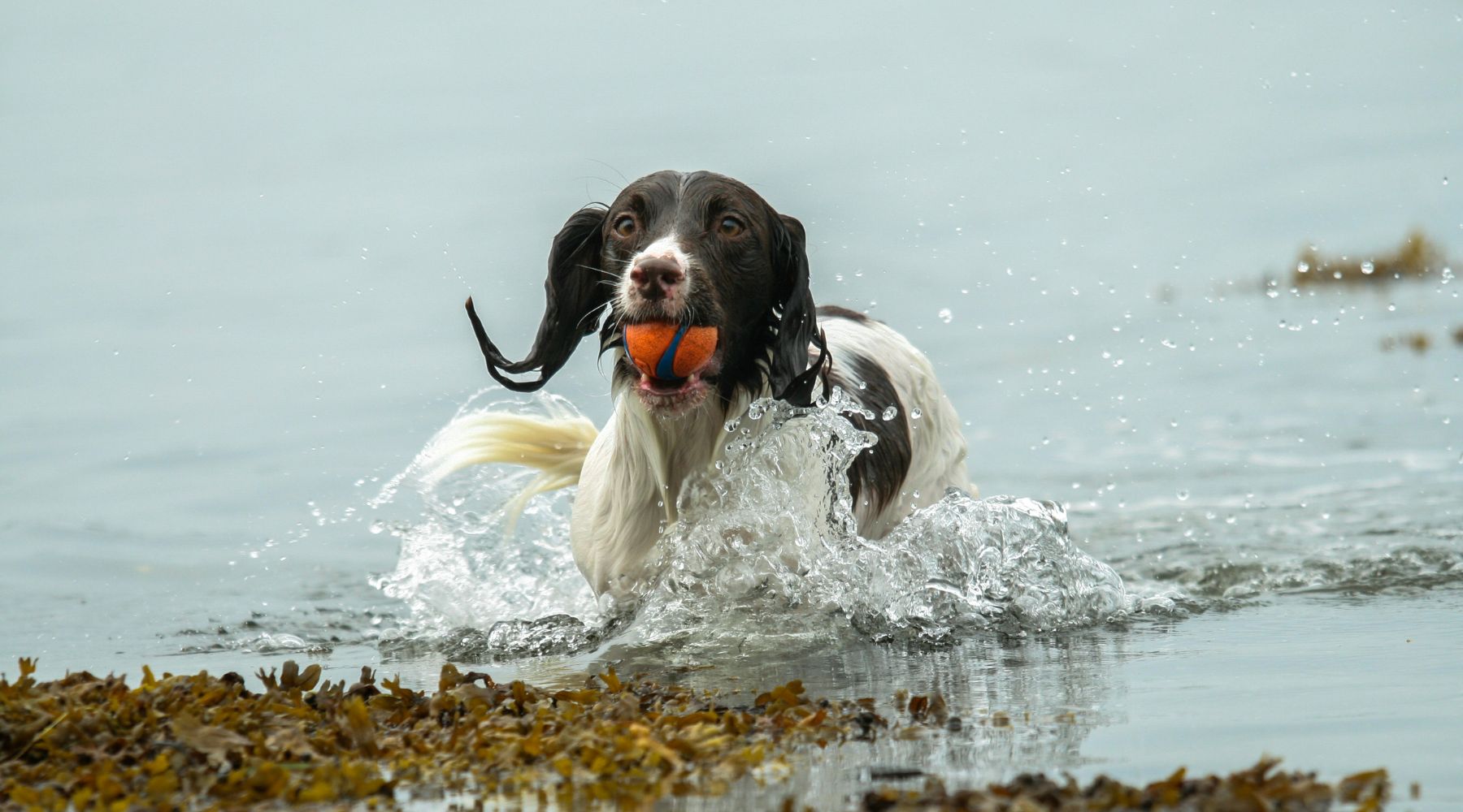 våd springer spaniel hund i vand henter bold