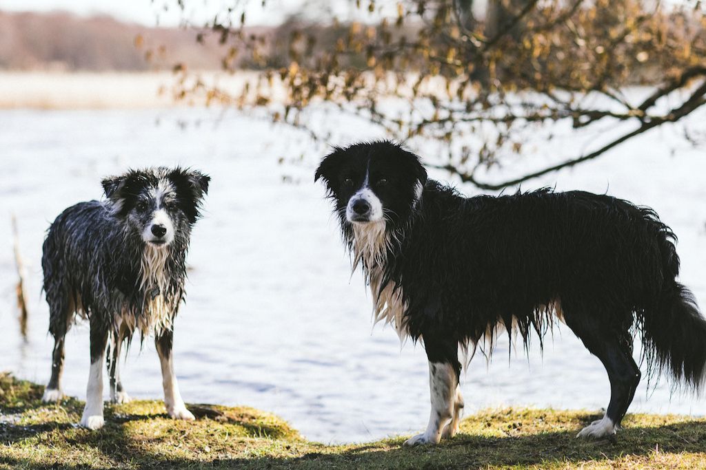 våde border collie hunde ved søen