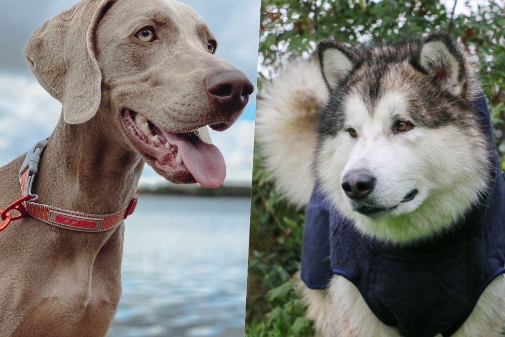 Weimaraner hund iført Siccaro Sealines halsbånd og snor og Alaskan Malamute hund i Siccaro SupremePro tørredragten