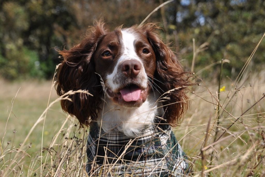 Spaniel i en tørredragt ude på en mark om sommeren