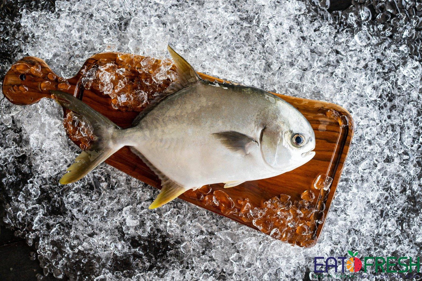 fresh pomfret