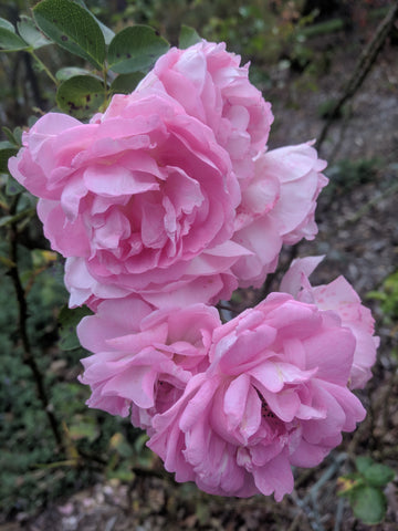 Lee Ginnenthal Derrosenmeister Rose Nursery Shrubbucket