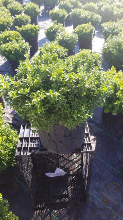 Boxwood Tide Hill Buxus Microphylla Tide Hill Shrubbucket - v buxus roblox