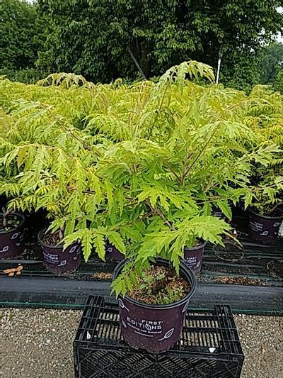 tiger eye shrub