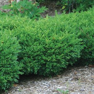 Boxwood Franklins Gem Buxus Microphylla Franklins Gem Shrubbucket - v buxus roblox