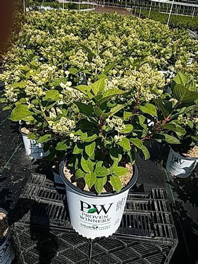 Peppermint Swirl Hydrangea